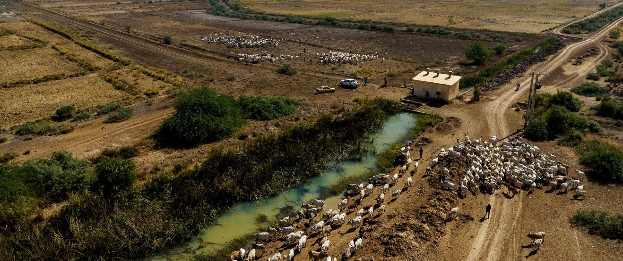 pp-senegal-river-sheeps